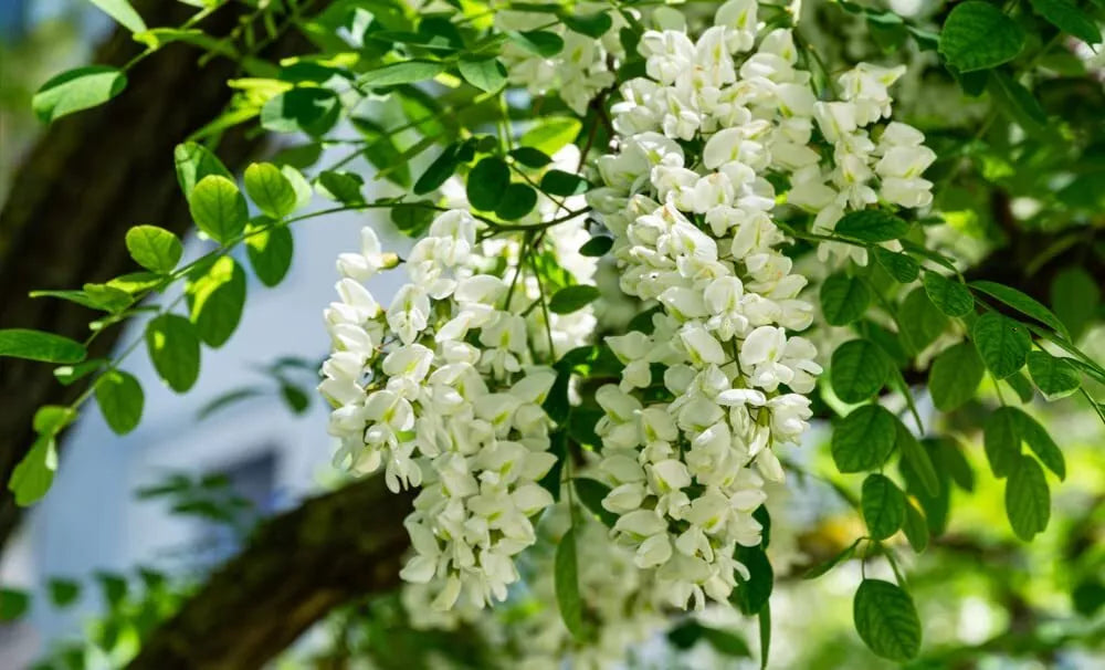 Black Locust Tree Seeds 30 Pack Robinia pseudoacacia for Planting and Landscaping