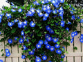 Blue Morning Glory Seeds - Climbing Vine, Ipomoea purpurea, 300 Seeds, Fast-Growing, Blue Flowers, Trellis, Fence, Arbors