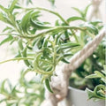 String of Dolphins Succulent Plant - Rooted Senecio Peregrinus with Dolphin-Shaped Leaves