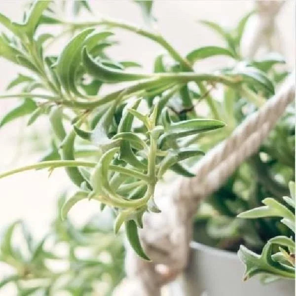 String of Dolphins Succulent Plant - Rooted Senecio Peregrinus with Dolphin-Shaped Leaves
