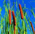 Cattail Seeds for Planting - 5,000+ Typha spp. Wetland Aquatic Plant for Ponds & Water Gardens