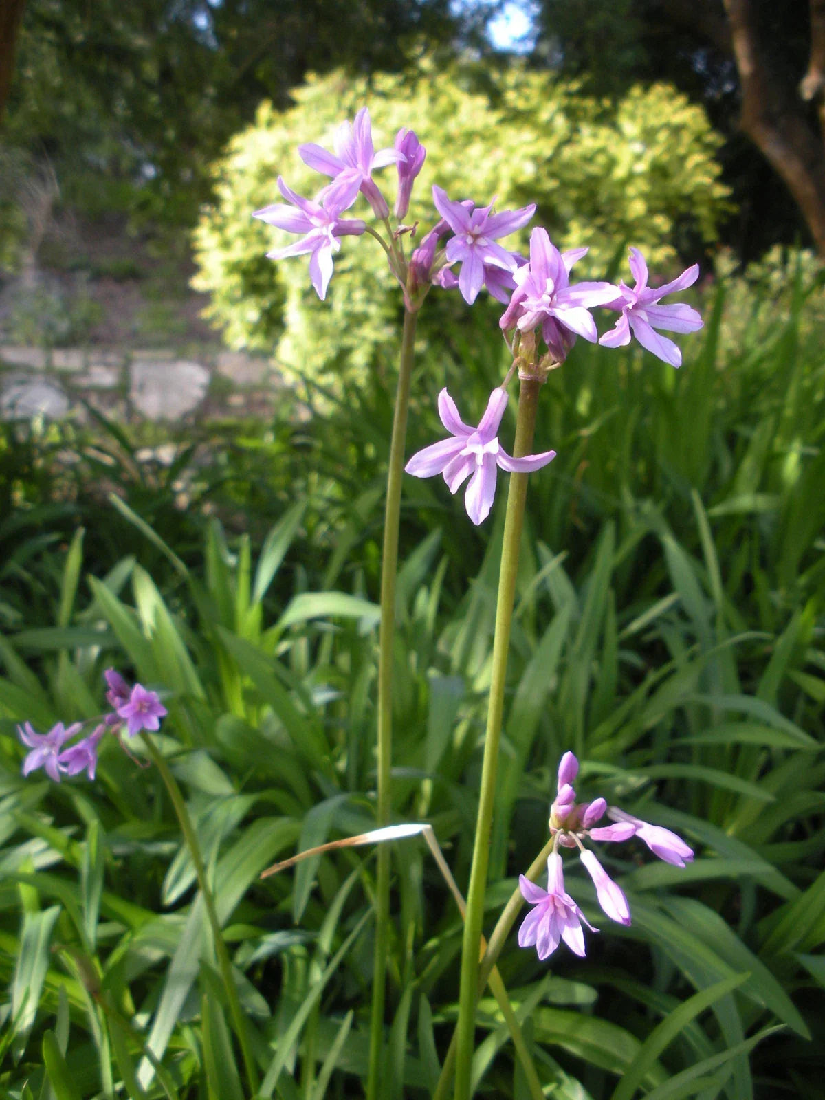 Society Garlic Seeds - Edible Perennial Flower Pack - Tulbaghia violacea - Drought-Tolerant, Full Sun, 15 Seeds