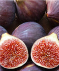 Turkish Fig Tree Cuttings - Bursa Siyahi Variety - Ficus carica - Propagation Kit for Home Garden & Orchard