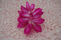 Christmas Cactus Starter Plant Bristol Beauty, Schlumbergera Truncata, Well-Rooted Indoor Plant, Vibrant Blooms