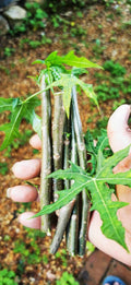Tree Spinach Cuttings - Edible Mayan Spinach - Cnidoscolus aconitifolius - Nutrient-Rich, Fast-Growing, Drought-Resistant