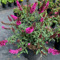 Raspberry Buddleia Starter Plant 2-4” | Butterfly Bush | Buddleja davidii | Attracts Pollinators