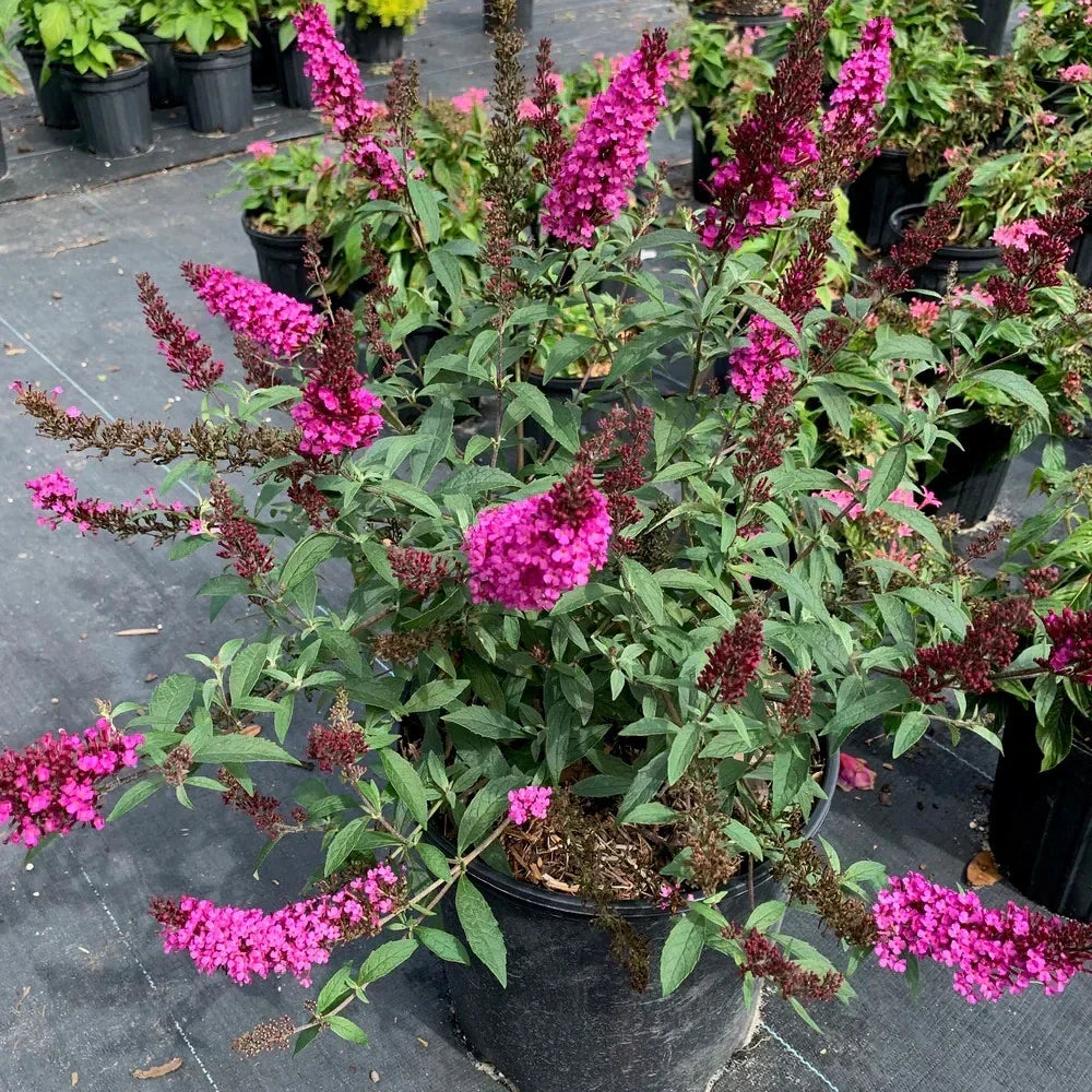 Raspberry Buddleia Starter Plant 2-4” | Butterfly Bush | Buddleja davidii | Attracts Pollinators