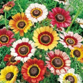 Painted Daisy Seeds | Heirloom Non-GMO Flower Seeds | Vibrant Blooms | Bellis perennis Annual Seeds