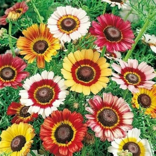 Painted Daisy Seeds | Heirloom Non-GMO Flower Seeds | Vibrant Blooms | Bellis perennis Annual Seeds