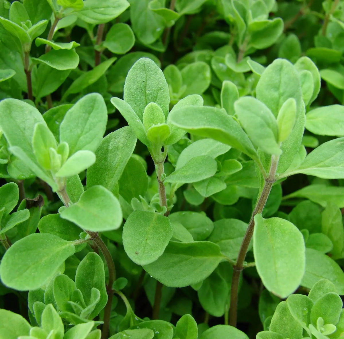 Marjoram Seeds 1000+ Non-GMO Herb Perennial Sweet Spice Origanum majorana for Culinary Gardens