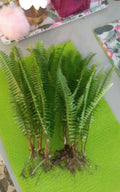 Rooted Live Boston Fern Plants - Tropical Evergreen for Shade Gardens - Nephrolepis exaltata - Indoor & Outdoor