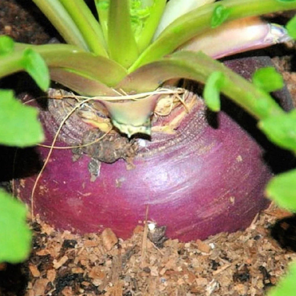 Rutabaga Seeds Heirloom Laurentian Non-GMO Brassica napus for Home Garden, Cool-Weather Root Vegetable