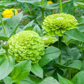 Benary Giant Lime Zinnia Seeds - 100+ Pack, Zinnia elegans, Vibrant Lime Green Blooms, Garden, Border, Container Planting