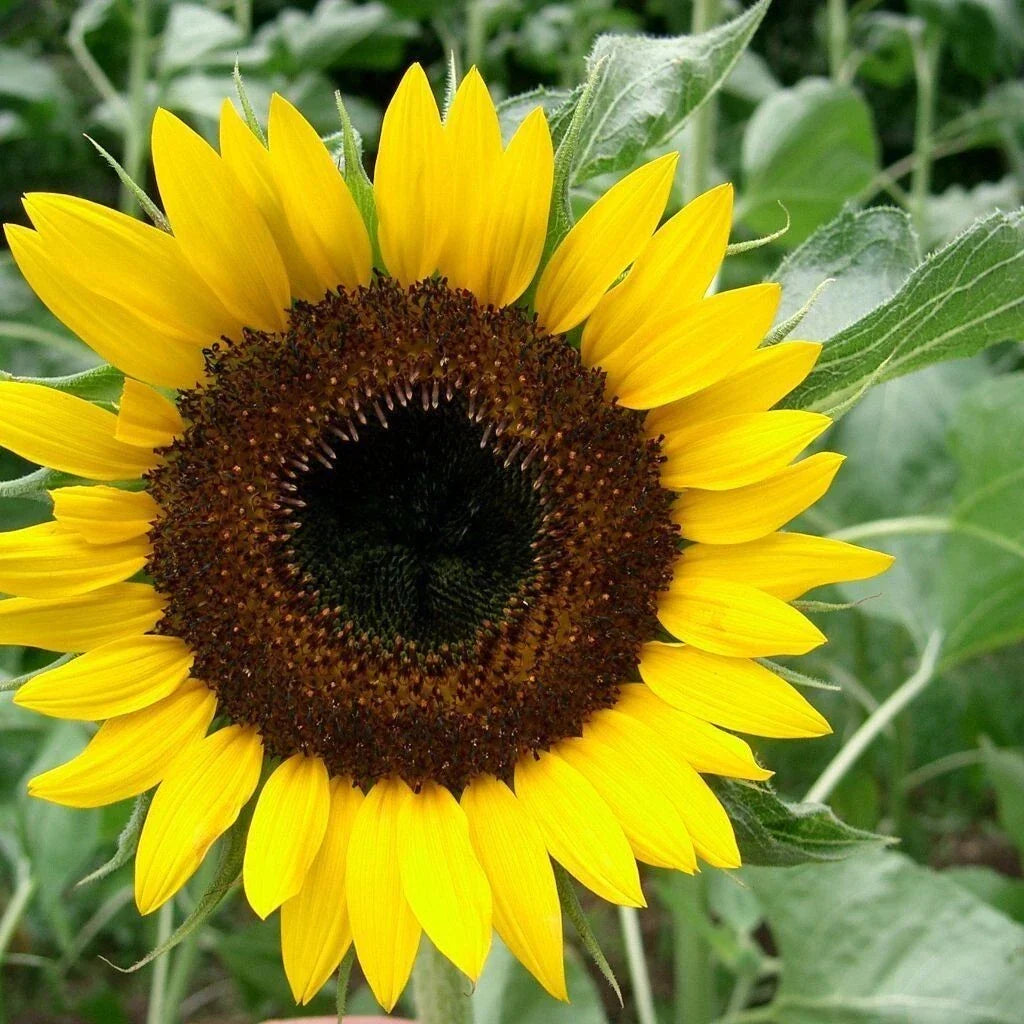 Black Oil Sunflower Seeds for Planting - Giant Helianthus annuus - Full Sun, High Germination, Non-GMO, 100 Seeds