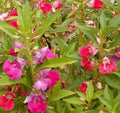 Balsam Seeds 100+ Camellia Flowered Mix - Large Double Blossoms Annual Seeds - Impatiens balsamina