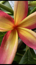 Hawaiian Plumeria Plant Set of 5 – Frangipani Yellow Pinkish Blend, Plumeria rubra Tropical Garden Flowers