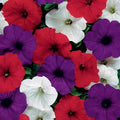 Petunia Seeds - Easy Wave Flag Mix, Pelleted, Red White Blue, Petunia × hybrida, Annual Garden Flower