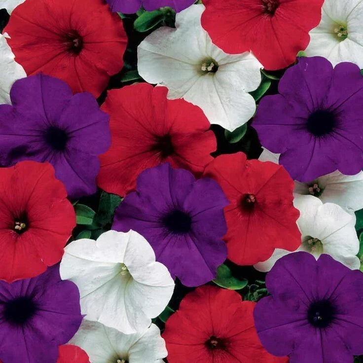 Petunia Seeds - Easy Wave Flag Mix, Pelleted, Red White Blue, Petunia × hybrida, Annual Garden Flower
