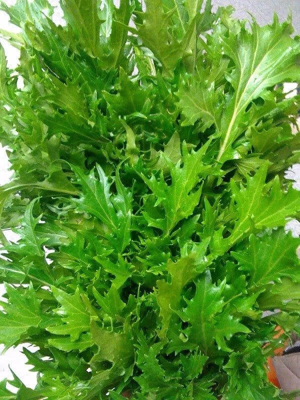 Mizuna Mustard Seeds - Bulk 5,000 Heirloom Seeds - Asian Brassica rapa var. nipposinica for Salads & Stir-Fries