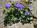 Wild Violet Bulbs - Viola sororia - Native Ground Cover Rhizomes for Garden, Spring-Summer Bloom, Low-Growing Perennial
