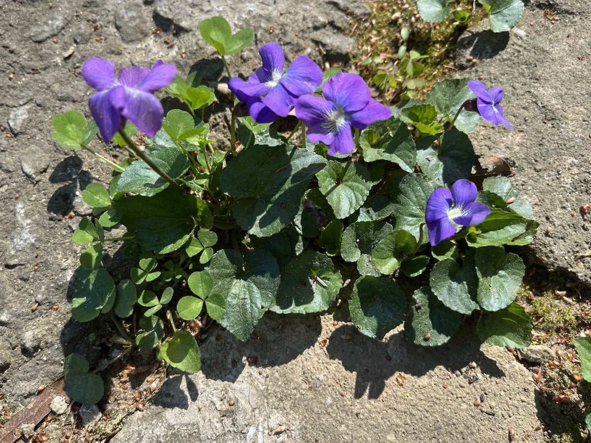 Wild Violet Bulbs - Viola sororia - Native Ground Cover Rhizomes for Garden, Spring-Summer Bloom, Low-Growing Perennial