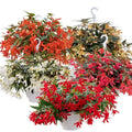 Begonia Seeds Groovy Mix Pelleted Seeds for Indoor & Outdoor Gardens, Bright Colorful Blooms, Begonia spp.