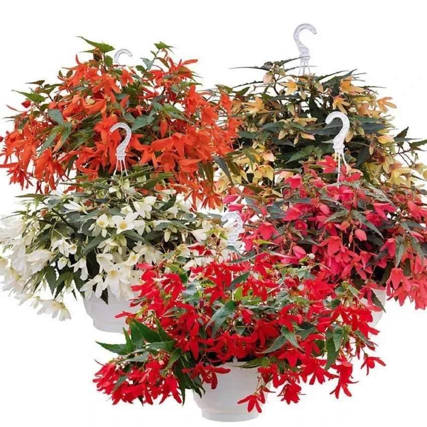 Begonia Seeds Groovy Mix Pelleted Seeds for Indoor & Outdoor Gardens, Bright Colorful Blooms, Begonia spp.