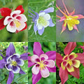 Columbine Seeds Mix - Perennial Native Wildflower for Shade Gardens & Containers - Aquilegia spp.