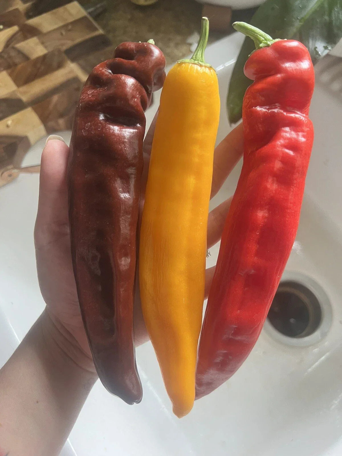 25 XL Sweet Pepper Seeds - Multicolor Capsicum annuum Vegetable Garden Seeds for Easy Growing
