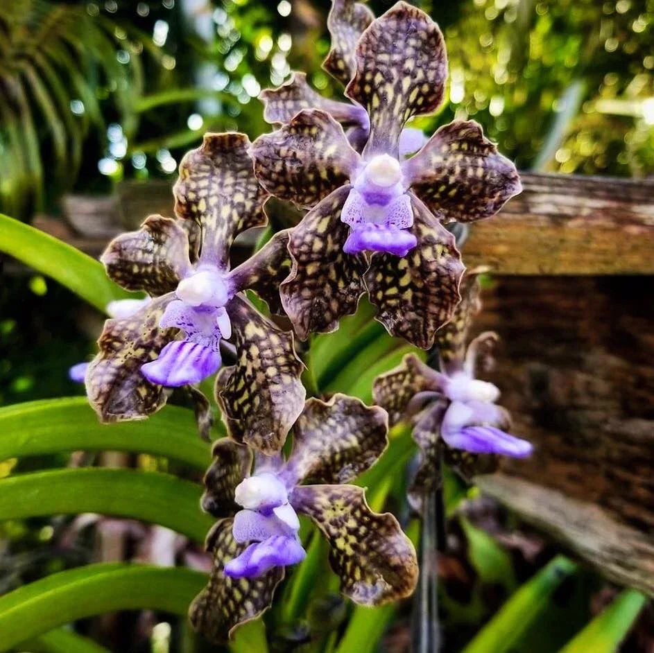 Papilionanda Ladda Fragrance 'Alina' 4" Pot Rare Hybrid Fragrant Vanda Orchid, Indoor Outdoor Blooming Plant