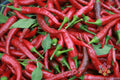 Carolina Cayenne Hot Pepper Seeds - 25+ Pack, Capsicum annuum, Spicy Peppers for Garden, Non-GMO, USA Grown, Free Shipping