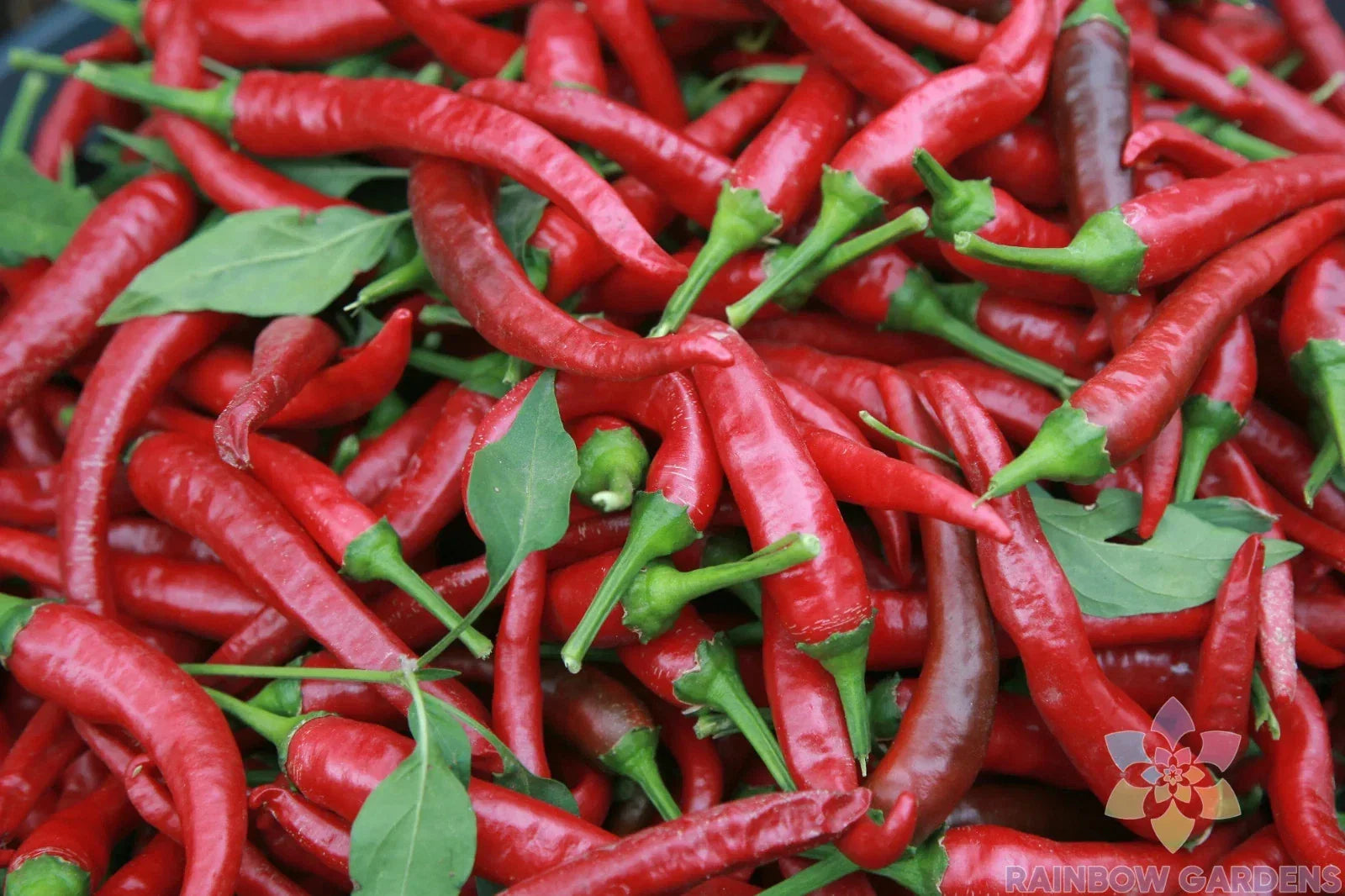 Carolina Cayenne Hot Pepper Seeds - 25+ Pack, Capsicum annuum, Spicy Peppers for Garden, Non-GMO, USA Grown, Free Shipping