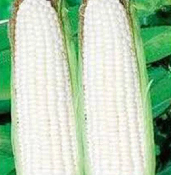 Heirloom Corn Seeds, White Sweet Stowell's Evergreen, Zea mays, 20+ Premium Seeds for Garden, Sweet Corn, Organic, Heirloom Variety