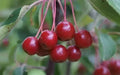 Siberian Crabapple Seeds - 25+ Malus baccata Deciduous Tree for Garden Planting, Attracts Pollinators, USA Grown