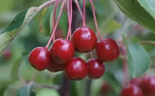 Siberian Crabapple Seeds - 25+ Malus baccata Deciduous Tree for Garden Planting, Attracts Pollinators, USA Grown
