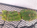 Cereus Peru Cactus Cutting 8.5" Tropical Green Succulent, Easy Care, Drought-Resistant, Indoor & Outdoor Plant, Cereus peruvianus