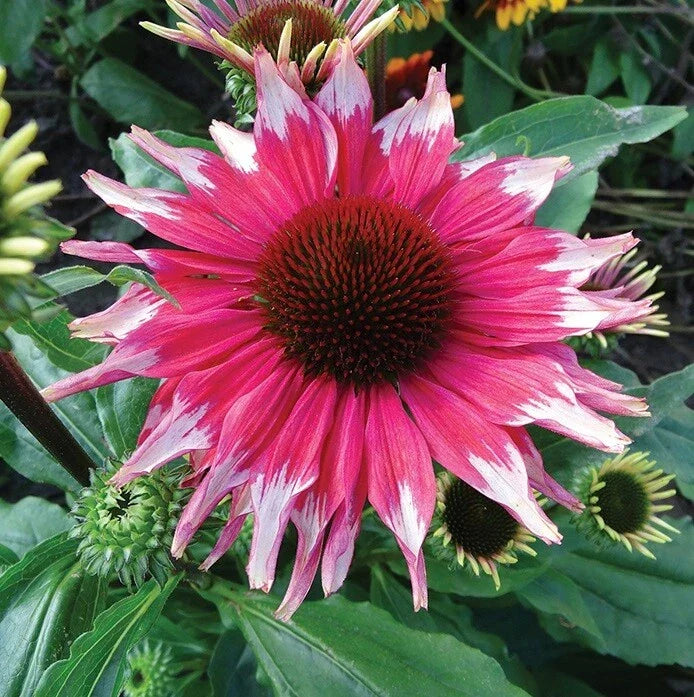 Pink White Coneflower Seeds - Echinacea purpurea Perennial Flower Seeds for Garden, Butterfly, Bee Attracting, 50 Seeds