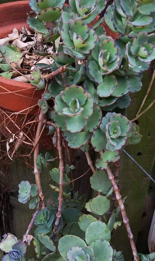 Kalanchoe Milky Widows Thrill Succulent - Laxiflora Jade Point Blue Tip Potted Plant, Indoor Outdoor, Drought Tolerant