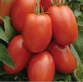 Roma Tomato Seeds - Organic Non-GMO Vegetable Seeds for Easy Gardening - Solanum lycopersicum, 50 Pack