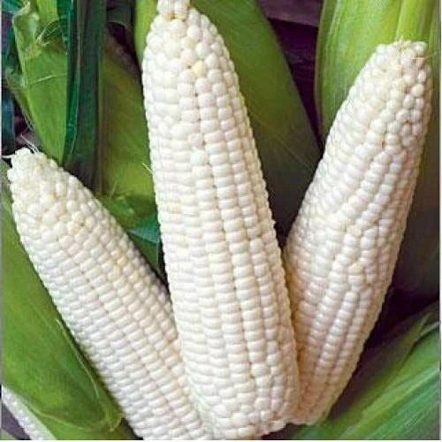 Heirloom White Corn Seeds 25 Ct Non-GMO Zea mays Trucker's Favorite Vegetable Garden