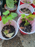 Black Currant Rooted Cutting Starter Plant Organic Zones 3-8 Ribes nigrum