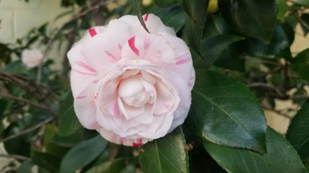 Candy Cane Camellia Cuttings - Eight Stem, Prolific Bloomer, Camellia japonica, Evergreen Flowering Plant
