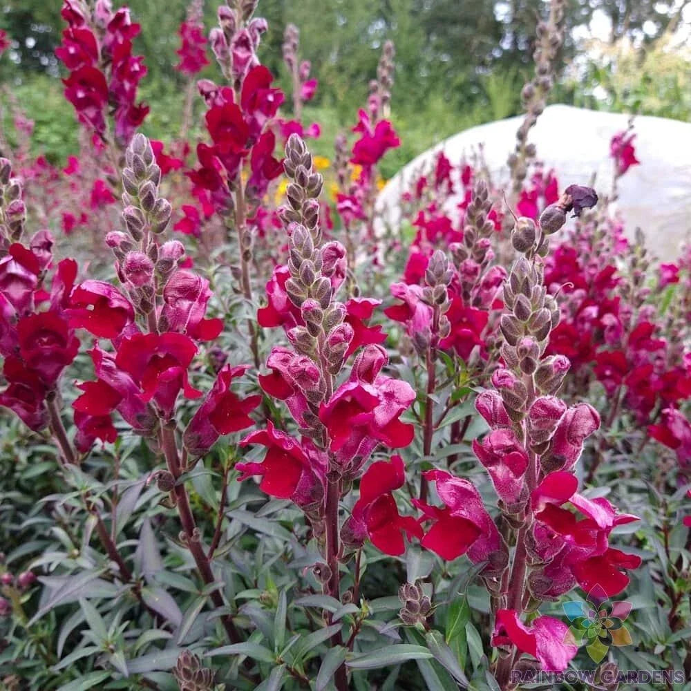 Black Prince Snapdragon Seeds - 1000+ Pack - Dark Red to Purple Flowers - Antirrhinum majus - Garden Planting, Annual