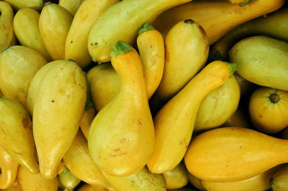 Crookneck Squash Seeds 30 Pack, Golden Yellow Summer Vegetable, Cucurbita pepo, Easy to Grow, Non-GMO, Container Gardening