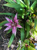 Guzmania Moonlight Bromeliad Plant - Medium Tropical Indoor Houseplant