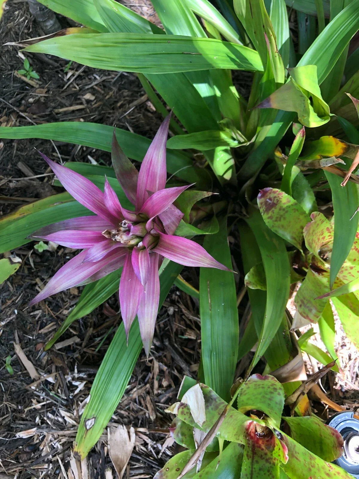 Guzmania Moonlight Bromeliad Plant - Medium Tropical Indoor Houseplant