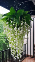 Lily of the Valley Seedlings - 15 Bare Root Plants - Fragrant White Flowers - Convallaria majalis - Perennial Ground Cover