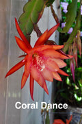 Epiphyllum Orchid Cactus Cuttings – 3 Rooted Coral Dancer Succulents with New Growth, Epiphyllum spp.