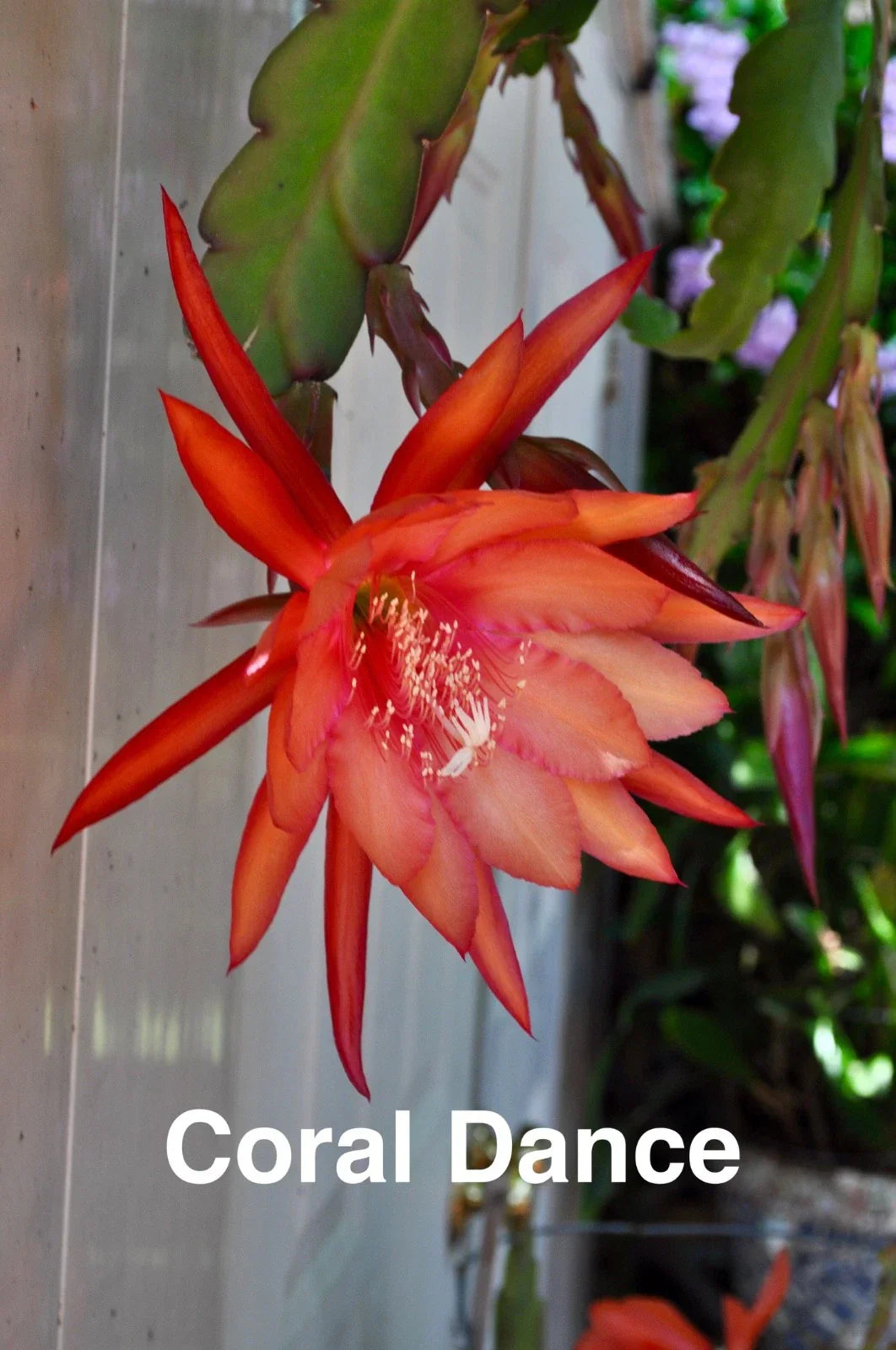 Epiphyllum Orchid Cactus Cuttings – 3 Rooted Coral Dancer Succulents with New Growth, Epiphyllum spp.