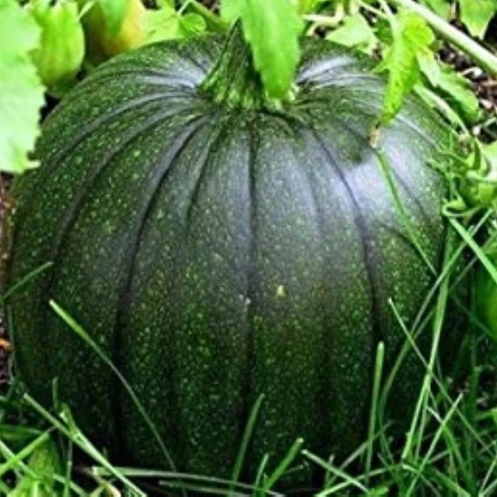 Italian Squash Seeds - Zucca De Lungo Verde, Non-GMO, Heirloom Variety, Cucurbita pepo